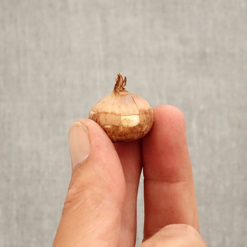 Exemplaar van Crocus speciosus Albus - Herfstkrokus Bol kaliber 5+ zoals geleverd in de herfst