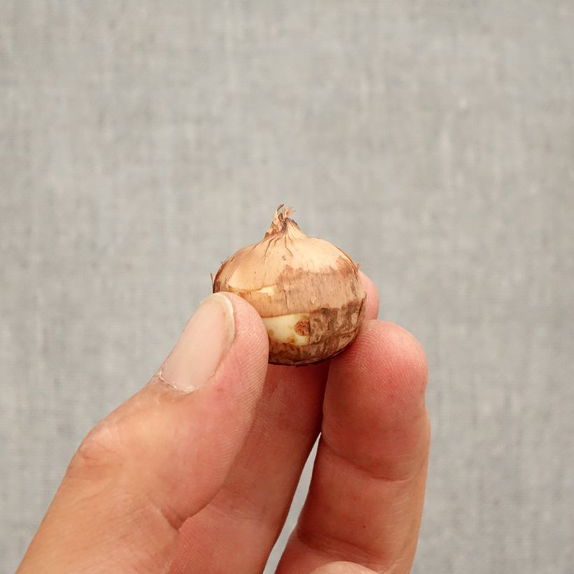 Example of Crocus speciosus Artabir - Herfstkrokus Bol kaliber 5+ as you get in automne