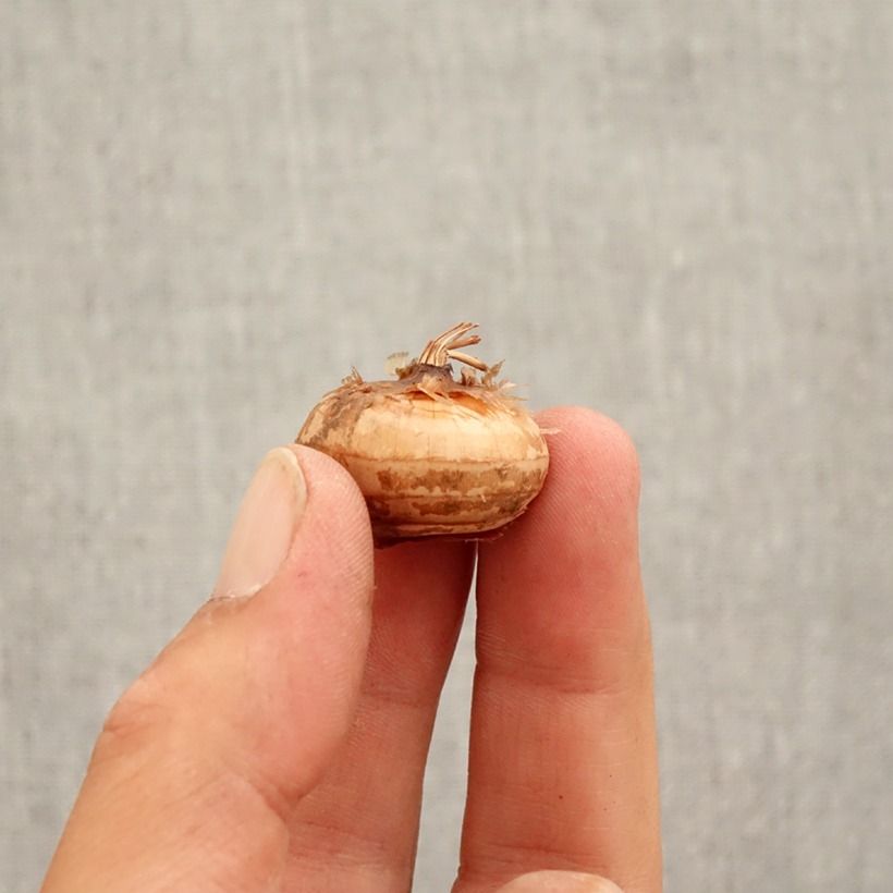 Exemplaar van Crocus speciosus Cassiope - Herfstkrokus Bol kaliber 5+ zoals geleverd in de herfst