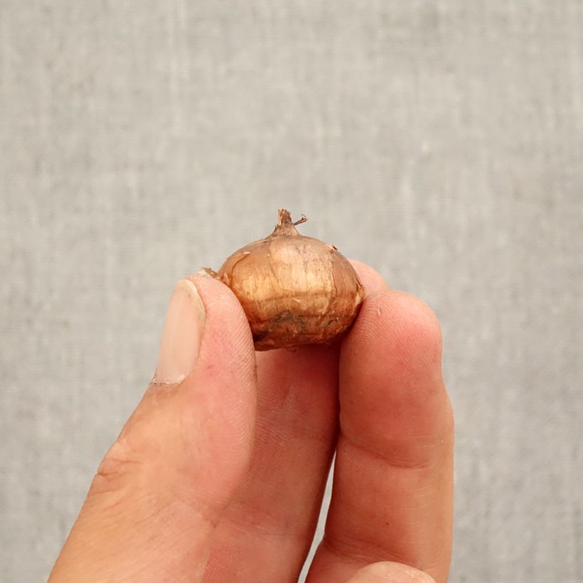 Exemplaar van Crocus speciosus Conqueror - Herfstkrokus Bol kaliber 5+ zoals geleverd in de herfst