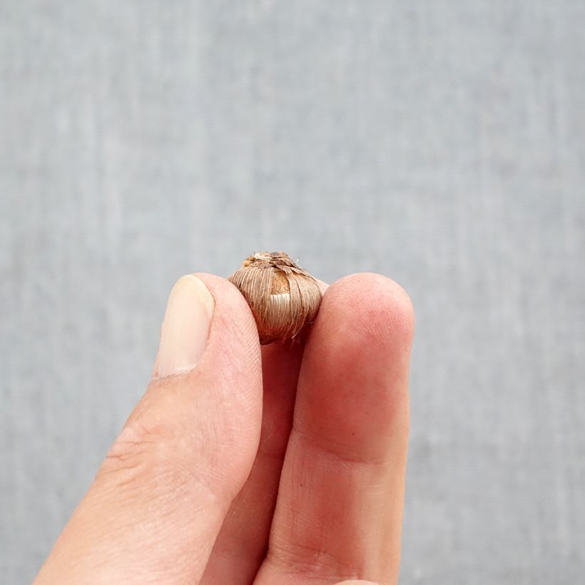 Exemplaar van Crocus Stellaris Bol kaliber 5+ zoals geleverd in de herfst