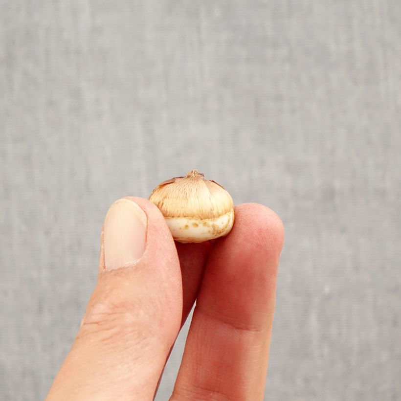 Example of Crocus tommasinianus Blue Ocean - Boerenkrokus Bol kaliber 6+ as you get in automne