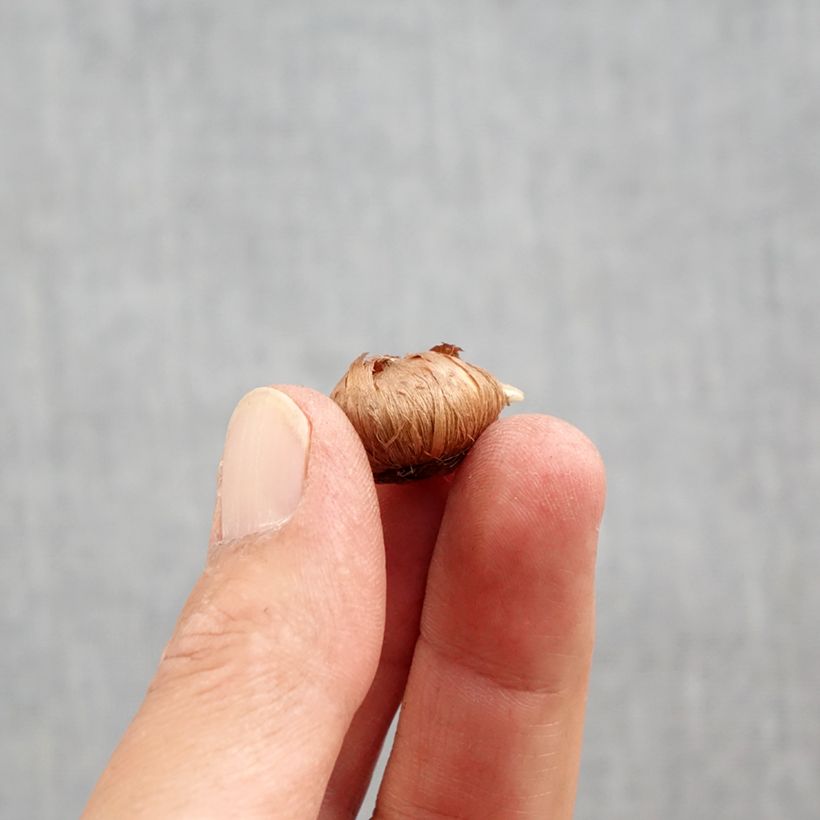 Exemplaar van Crocus tommasinianus Ivory Princess - Boerenkrokus Bol kaliber 5+ zoals geleverd in de herfst
