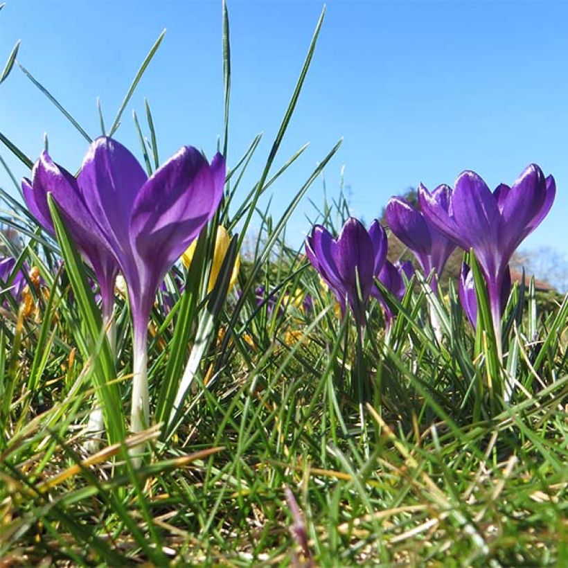 Crocus tommasinianus Ruby Giant - Boerenkrokus (Groeiplaats)