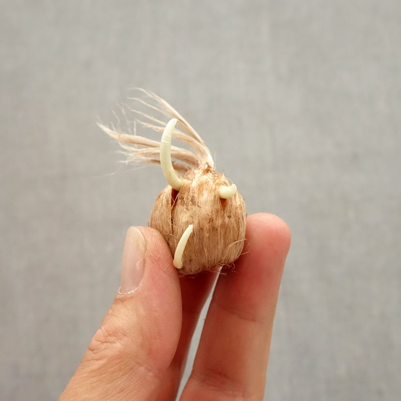 Exemplaar van Crocus Vanguard - Hollandse krokus Bol kaliber 8+ zoals geleverd in de herfst