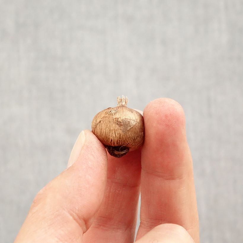 Exemplaar van Crocus vernus subsp. albiflorus Wit - Bonte krokus Bol kaliber I zoals geleverd in de herfst