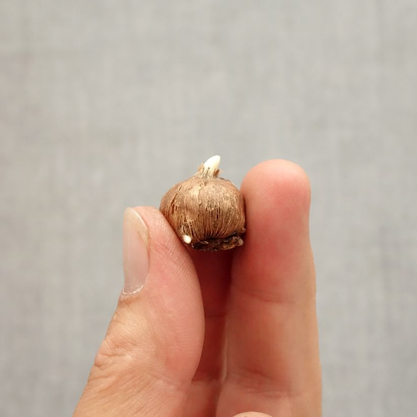 Example of Crocus vitellinus - Krokus Bol kaliber 5+ as you get in automne