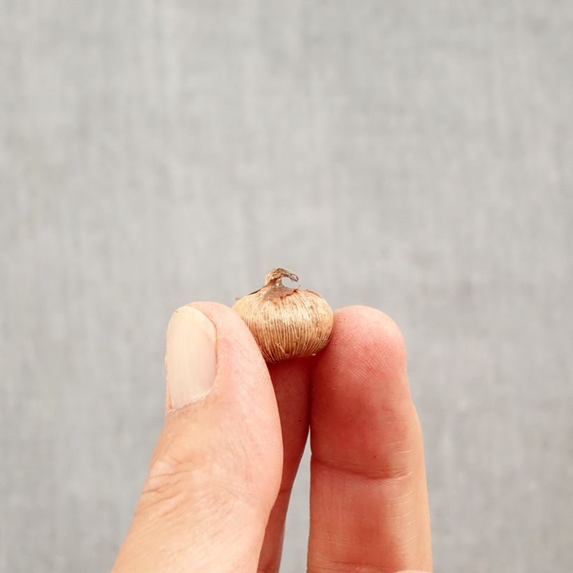 Example of Crocus Yalta - Krokus Bol kaliber 5+ as you get in automne