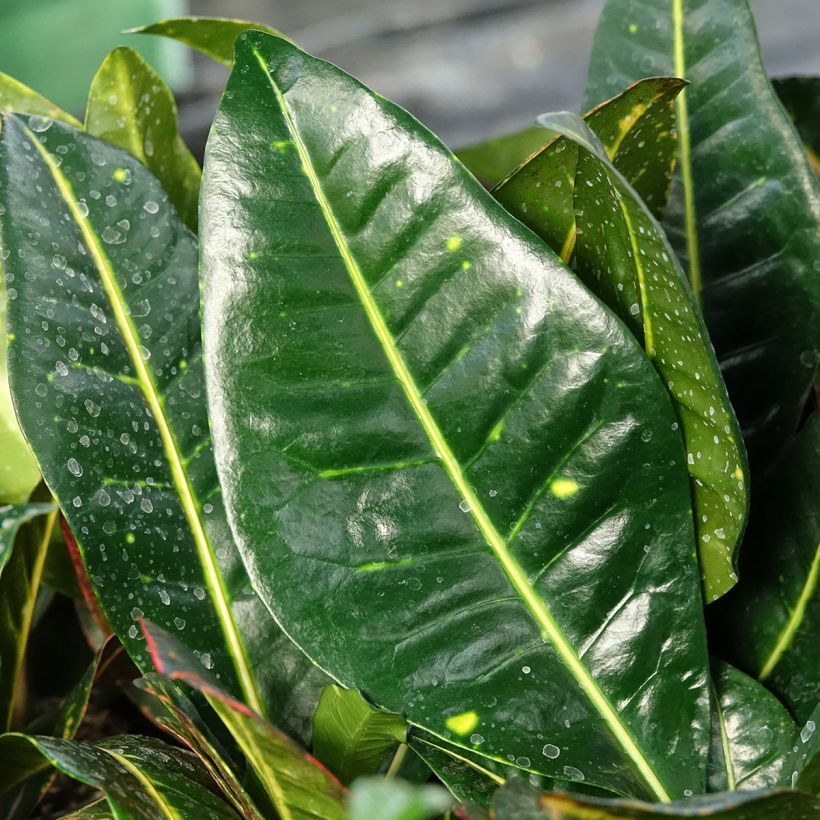 Kroton Petra - Codiaeum variegatum (Blad)