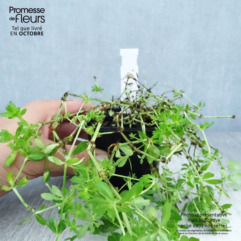 Exemplaar van Phuopsis stylosa - Perzische kruisjesplant Kweekpotje van 8/9 cm zoals geleverd in de herfst