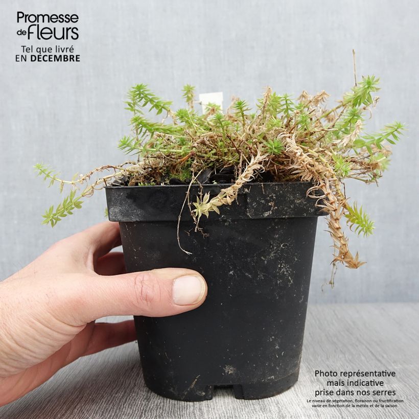 Exemplaar van Phuopsis stylosa - Perzische kruisjesplant Pot van 2 l/3 l zoals geleverd in de herfst