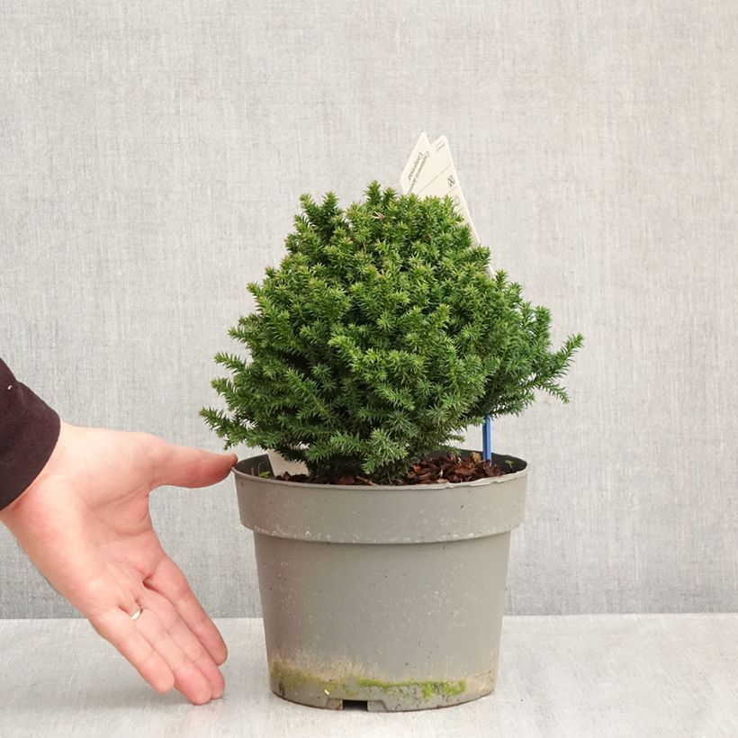 Exemplaar van Cryptomeria japonica Compressa - Japanse cipres Pot van 2 l/3 l zoals geleverd in de herfst