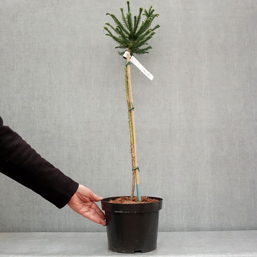 Exemplaar van Cryptomeria japonica Dinger - Japanse cipres Pot van 4 l/5 l, Stengel zoals geleverd in de winter