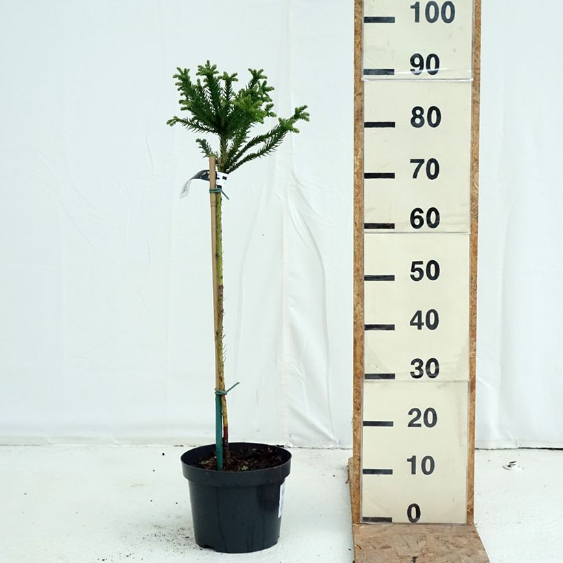Exemplaar van Cryptomeria japonica Dinger - Japanse cipres Pot van 4 l/5 l, Stengel zoals geleverd in de herfst