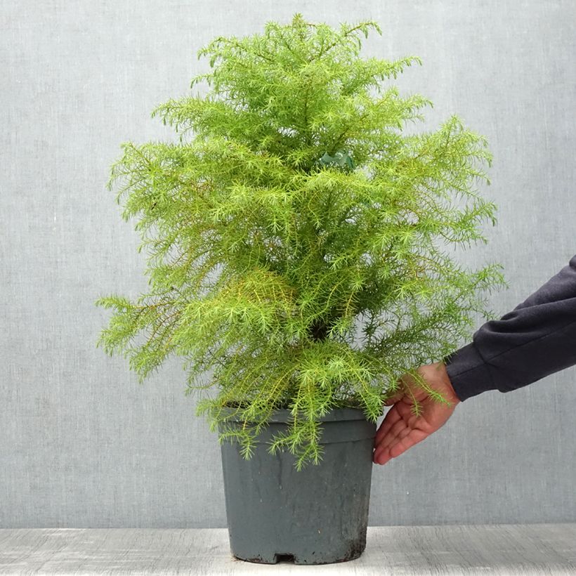 Exemplaar van Cryptomeria japonica Elegans - Japanse cipres Pot van 7,5 l/10 l zoals geleverd in de zomer