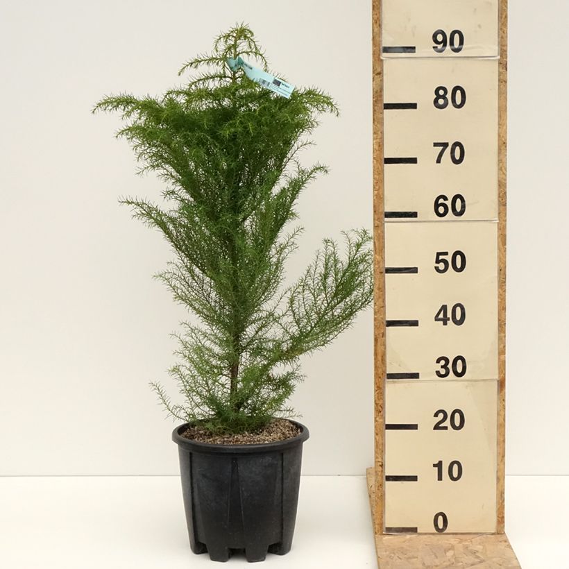 Example of Cryptomeria japonica Elegans - Japanse cipres Pot van 7,5 l/10 l as you get in printemps