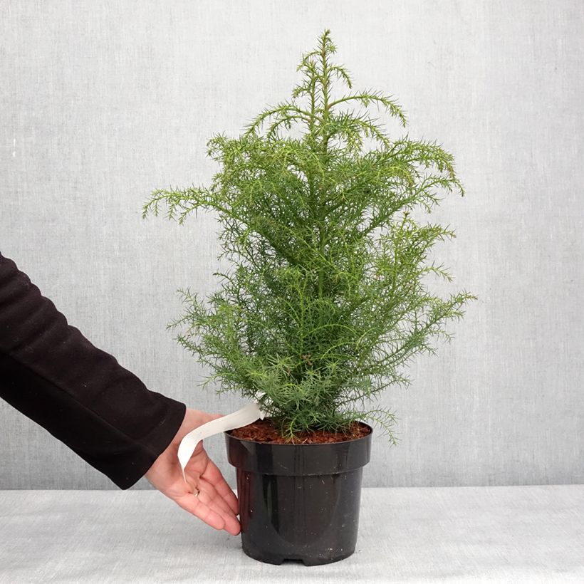 Exemplaar van Cryptomeria japonica Elegans Viridis - Japanse cipres Pot van 2 l/3 l zoals geleverd in de winter