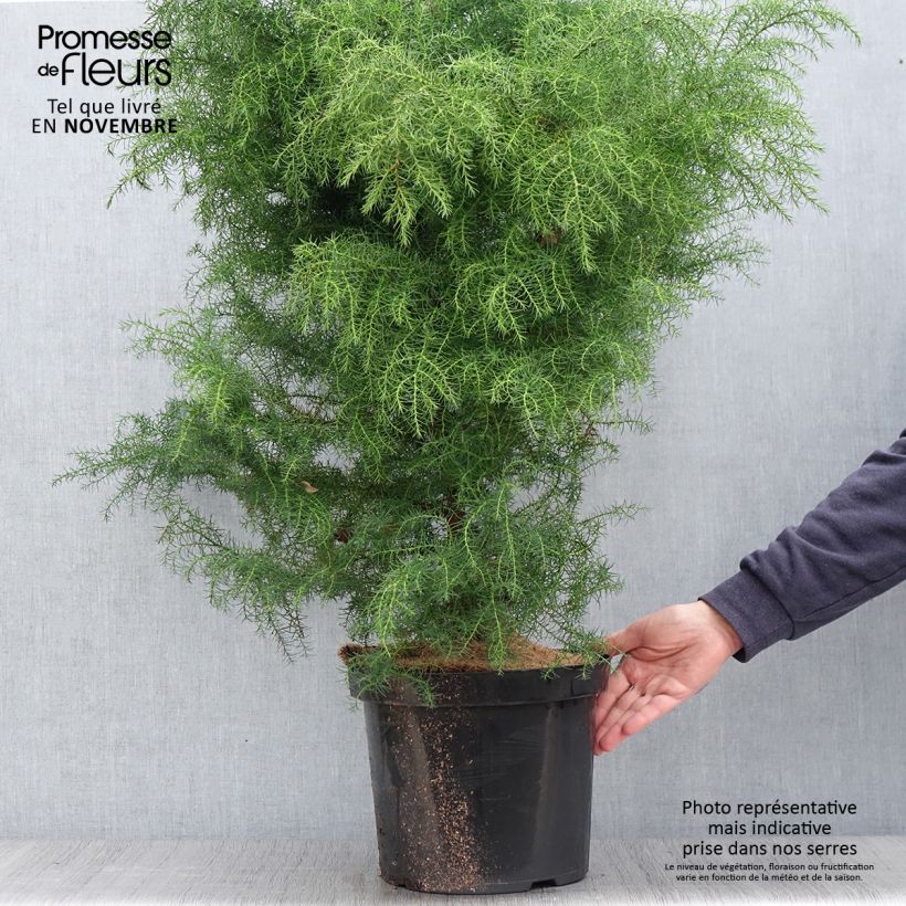 Exemplaar van Cryptomeria japonica Elegans Viridis - Japanse cipres Pot van 7,5 l/10 l zoals geleverd in de herfst