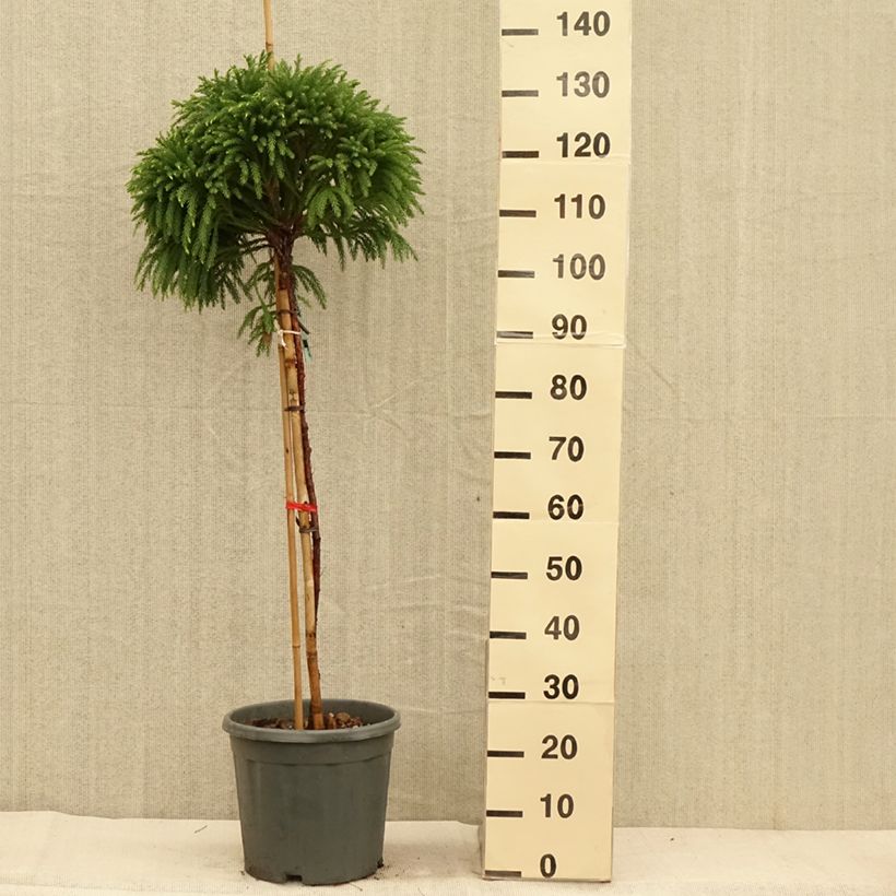 Exemplaar van Cryptomeria japonica Globosa Nana - Japanse cipres Pot van 12 l/15 l, Stengel zoals geleverd in de herfst