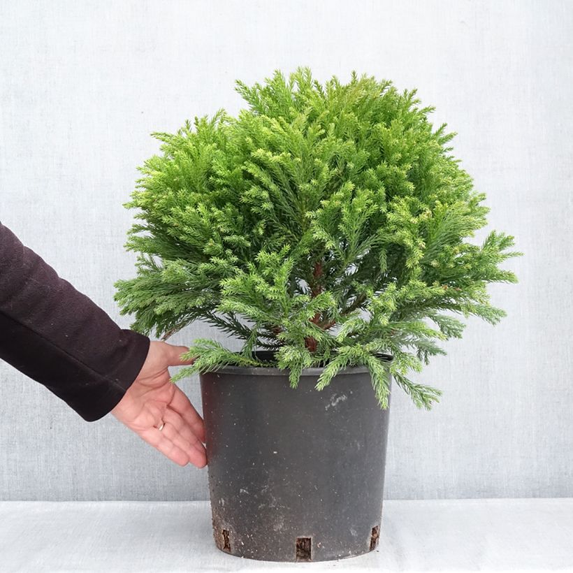 Exemplaar van Cryptomeria japonica Globosa Nana - Japanse cipres Pot van 7,5 l/10 l zoals geleverd in de winter
