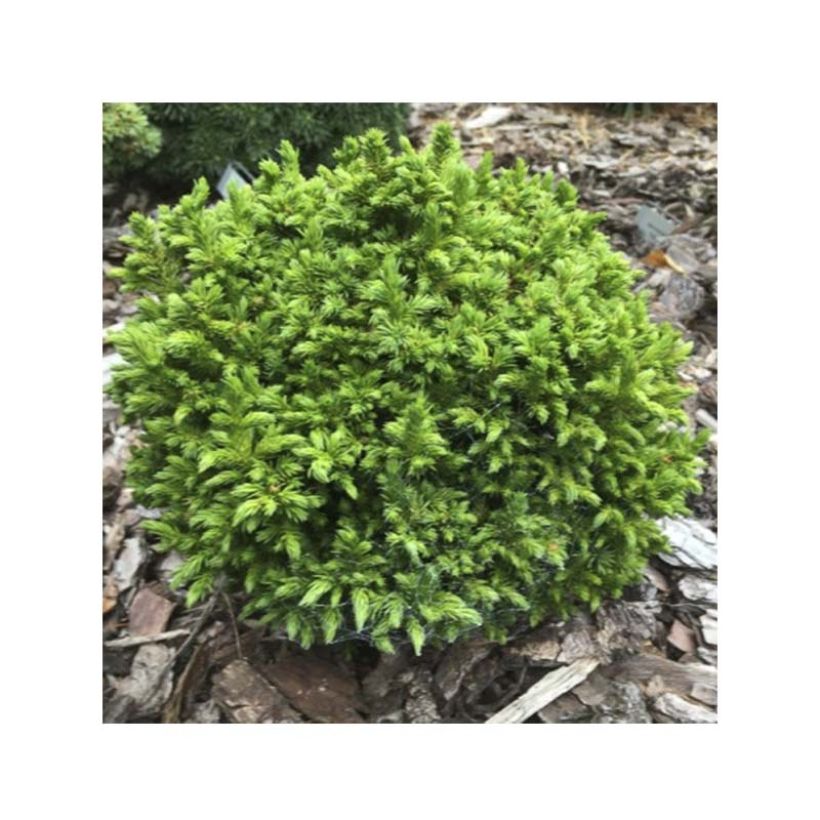 Cryptomeria japonica Green Pearl - Japanse cipres (Blad)