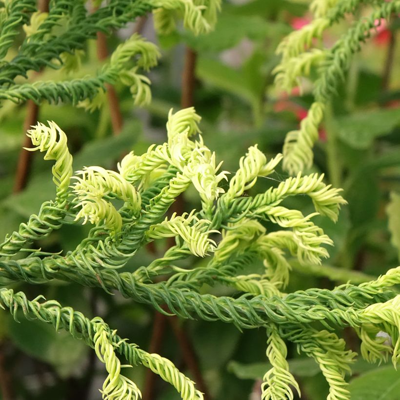 Cryptomeria japonica Kyara Gold - Japanse cipres (Blad)