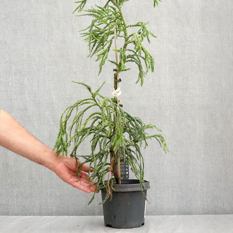Exemplaar van Cryptomeria japonica Kyara Gold - Japanse cipres Pot van 3 l/4 l zoals geleverd in de zomer