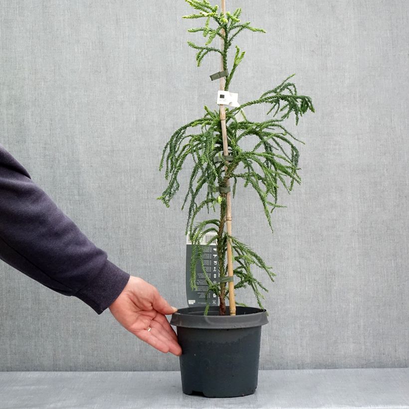 Exemplaar van Cryptomeria japonica Kyara Gold - Japanse cipres Pot van 3 l/4 l zoals geleverd in de lente