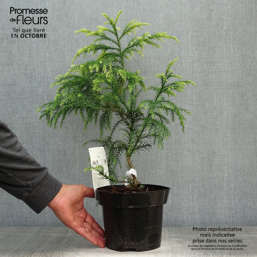 Exemplaar van Cryptomeria japonica Sekkan Sugi - Japanse cipres Pot van 2 l/3 l zoals geleverd in de herfst