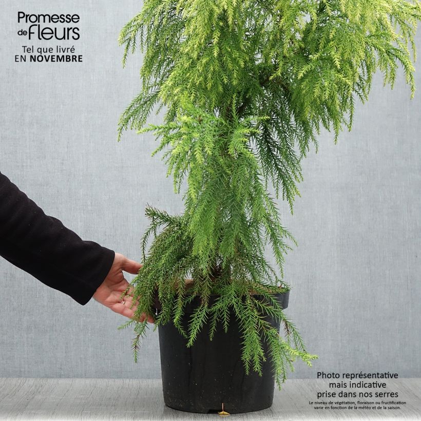 Exemplaar van Cryptomeria japonica Sekkan Sugi - Japanse cipres Pot van 7,5 l/10 l zoals geleverd in de herfst