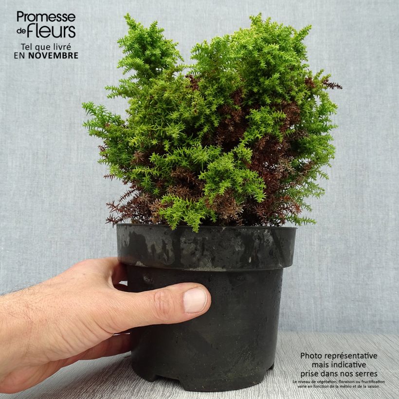 Exemplaar van Cryptomeria japonica Twinkle Toes - Japanse cipres Pot van 2 l/3 l zoals geleverd in de herfst