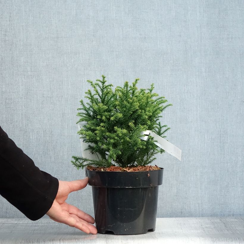 Exemplaar van Cryptomeria japonica Vilmorin Gold - Japanse cipres Pot van 2 l/3 l zoals geleverd in de herfst