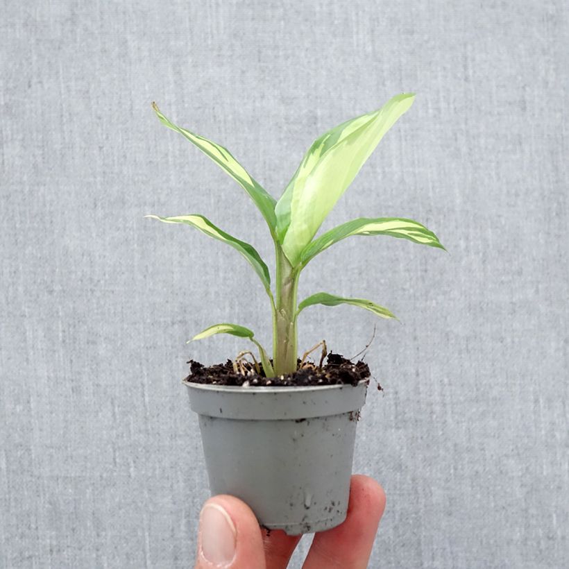 Exemplaar van Ctenanthe Golden Mosaic - Calathea Mini-kamerplanten zoals geleverd in de lente