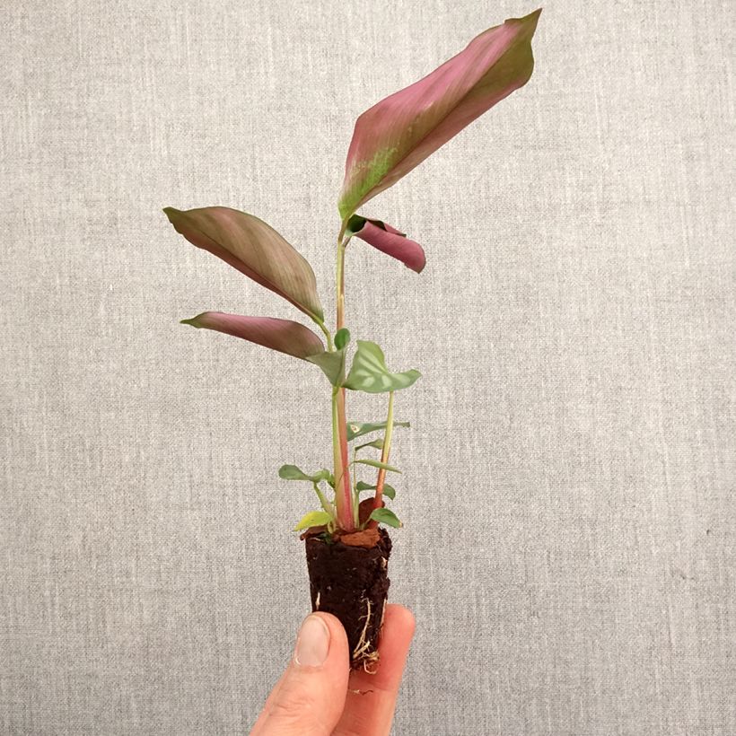 Exemplaar van Ctenanthe oppenheimiana - Gebedsplant Mini-kamerplanten zoals geleverd in de lente