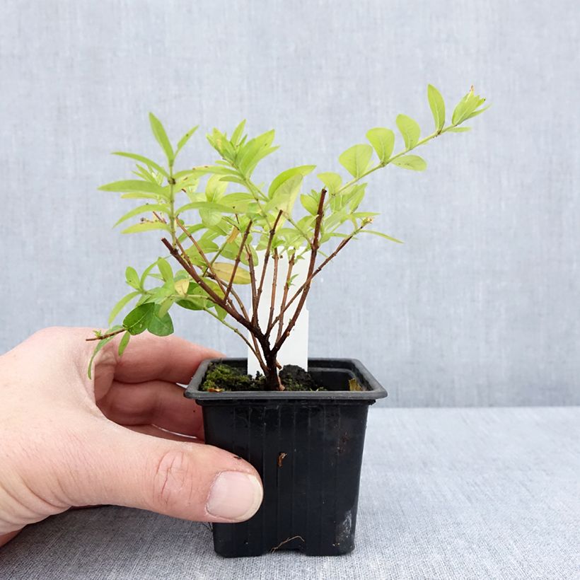 Example of Cuphea hyssopifolia Purple - Mexicaanse heide Kweekpotje van 8/9 cm as you get in printemps