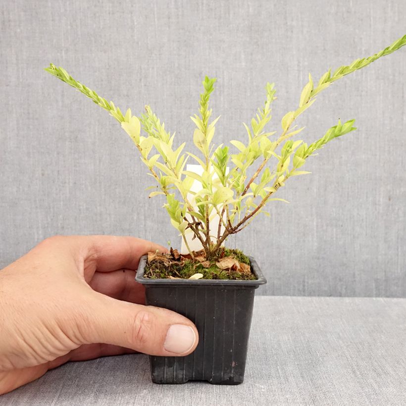 Exemplaar van Cuphea hyssopifolia Purple - Mexicaanse heide Kweekpotje van 8/9 cm zoals geleverd in de herfst