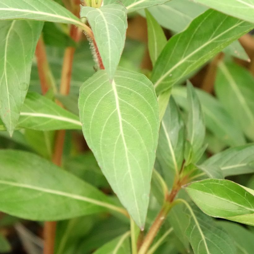 Cuphea micropetala - Sigarenplant (Blad)