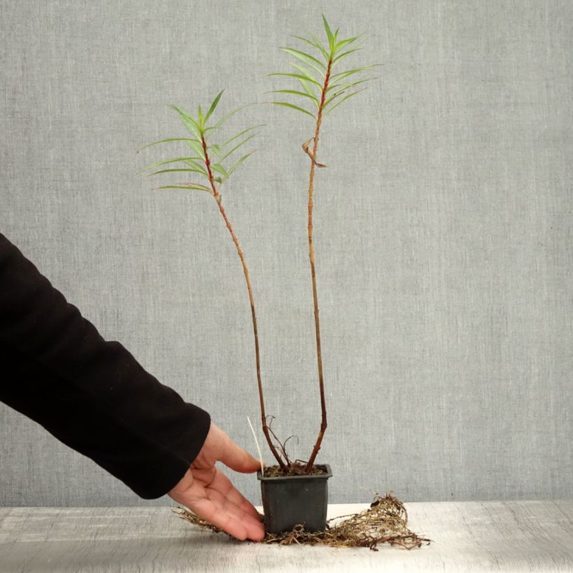 Exemplaar van Cuphea micropetala - Sigarenplant Kweekpotje van 8/9 cm zoals geleverd in de herfst