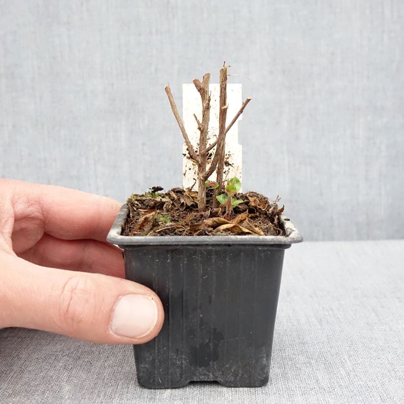 Exemplaar van Cuphea Twinkle Pink - Mexicaanse heide Kweekpotje van 8/9 cm zoals geleverd in de lente