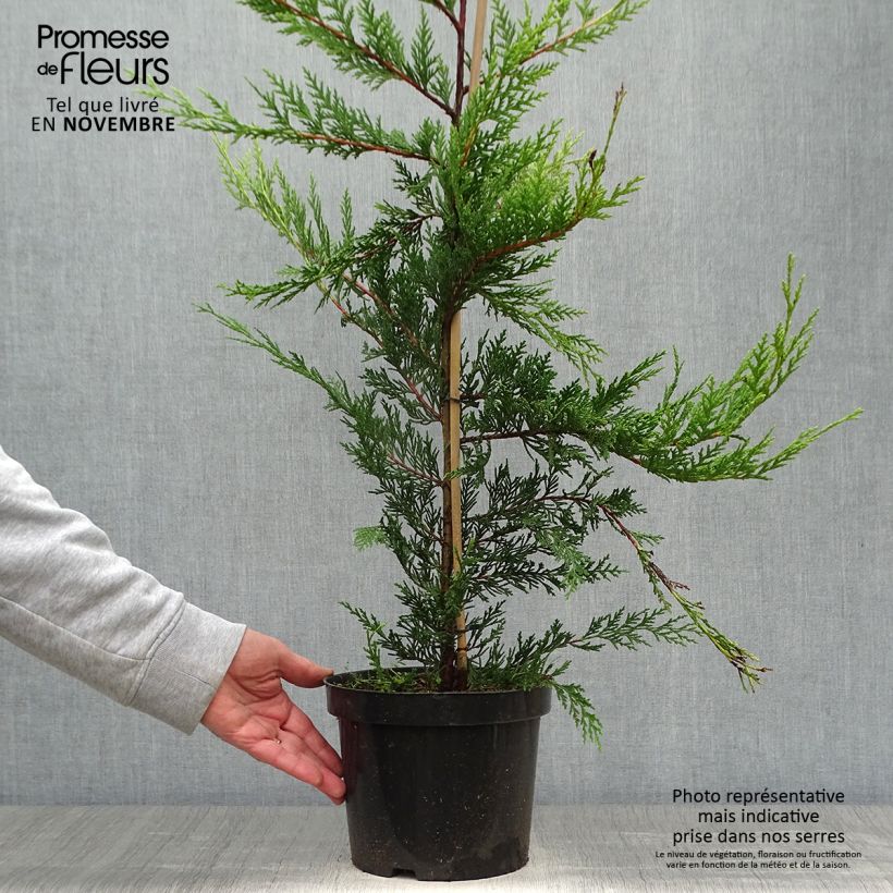 Exemplaar van Cupressocyparis leylandii Blue Jeans - Leylandcipres Pot van 3 l/4 l zoals geleverd in de herfst