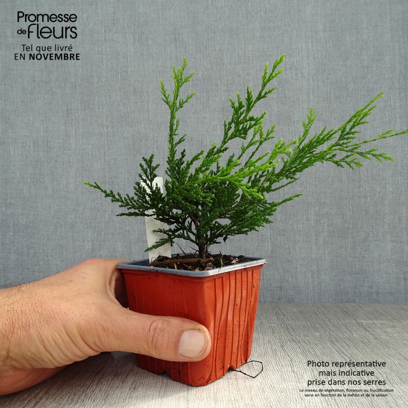 Exemplaar van Cupressocyparis leylandii Blue Jeans - Leylandcipres Kweekpotje van 8/9 cm zoals geleverd in de herfst