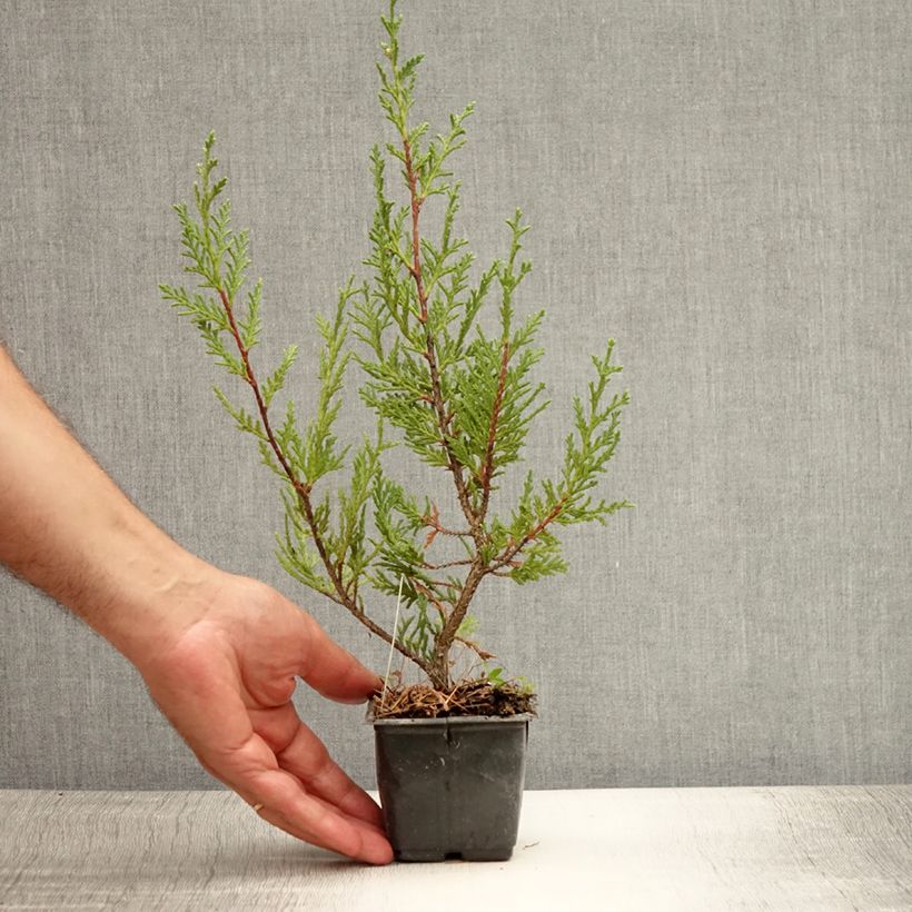 Exemplaar van Cupressocyparis leylandii Blue Jeans - Leylandcipres Kweekpotje van 8/9 cm zoals geleverd in de zomer