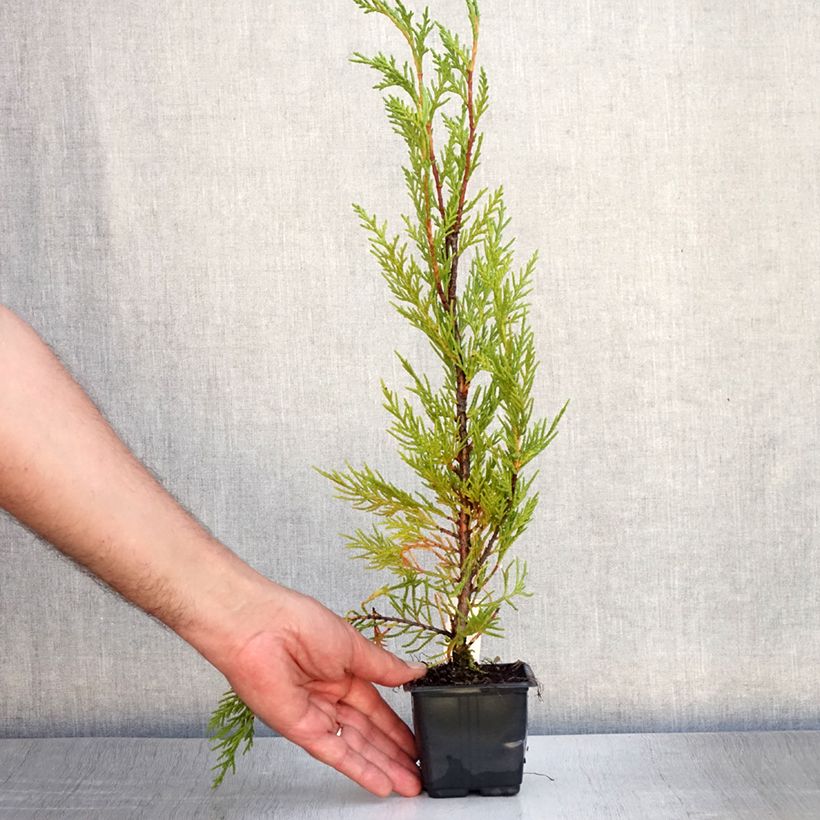 Exemplaar van Cupressocyparis leylandii - Leylandcipres Kweekpotje van 8/9 cm zoals geleverd in de zomer