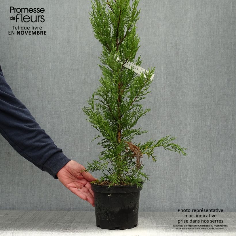 Exemplaar van Cupressocyparis leylandii - Leylandcipres Pot van 2 l/3 l zoals geleverd in de herfst