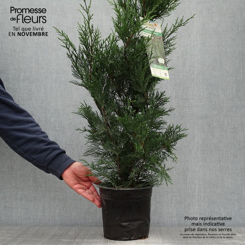 Exemplaar van Cupressocyparis leylandii - Leylandcipres Pot van 4 l/5 l zoals geleverd in de herfst