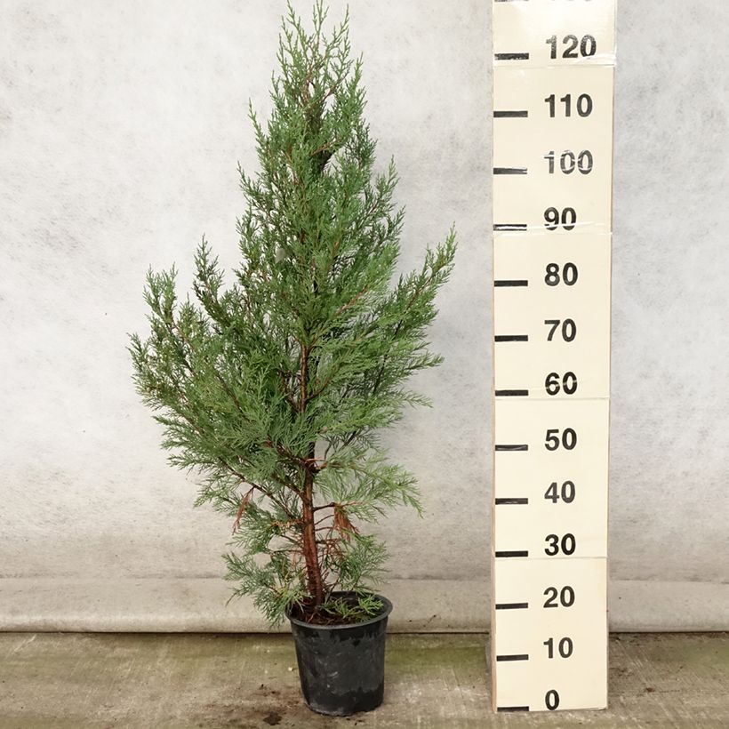 Exemplaar van Cupressocyparis leylandii - Leylandcipres Pot van 4 l/5 l zoals geleverd in de zomer