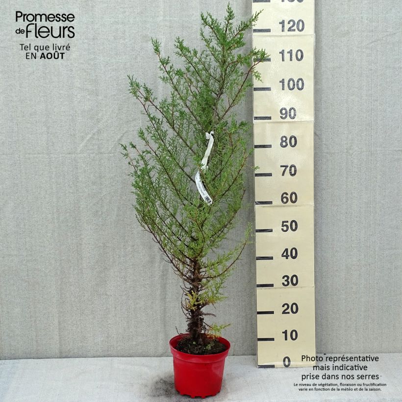 Exemplaar van Cupressus macrocarpa - Montereycipres Pot van 2 l/3 l zoals geleverd in de zomer
