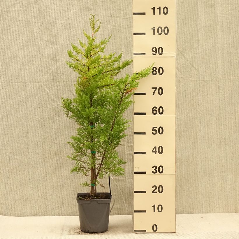 Exemplaar van Cupressus macrocarpa Goldcrest - Kamercipres Pot van 4 l/5 l zoals geleverd in de herfst