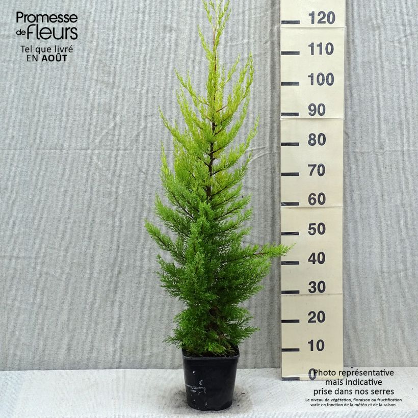Exemplaar van Cupressus macrocarpa Goldcrest - Kamercipres Pot van 4 l/5 l zoals geleverd in de zomer