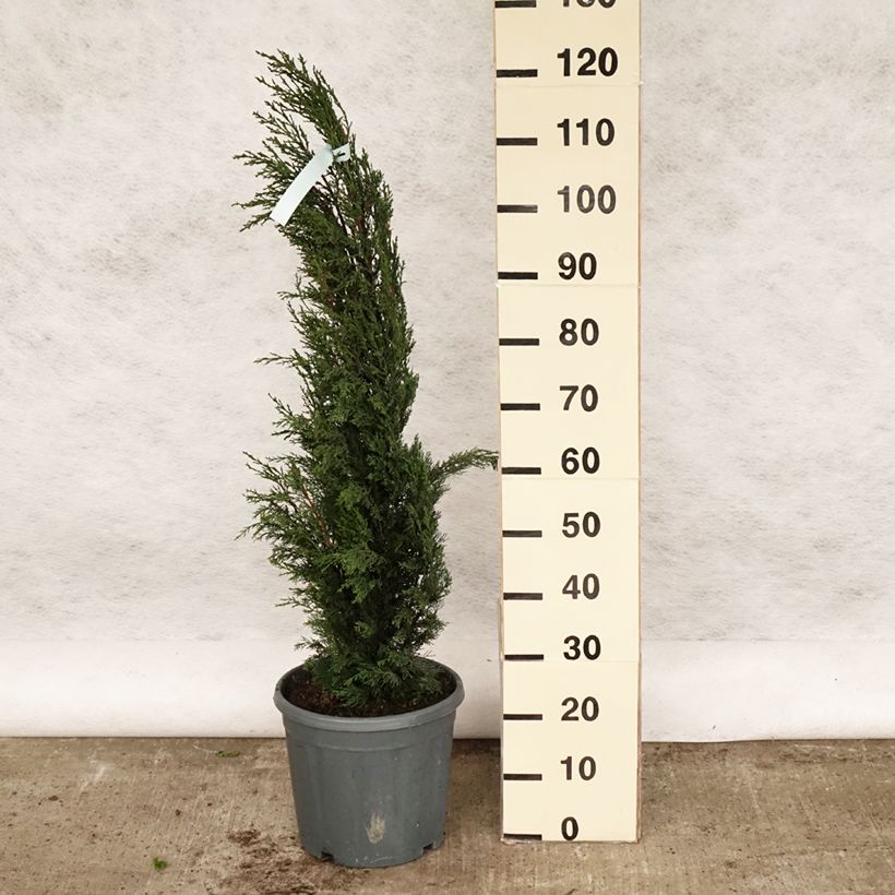 Example of Cupressus sempervirens Stricta - Italiaanse cipres Pot van 7,5 l/10 l as you get in printemps
